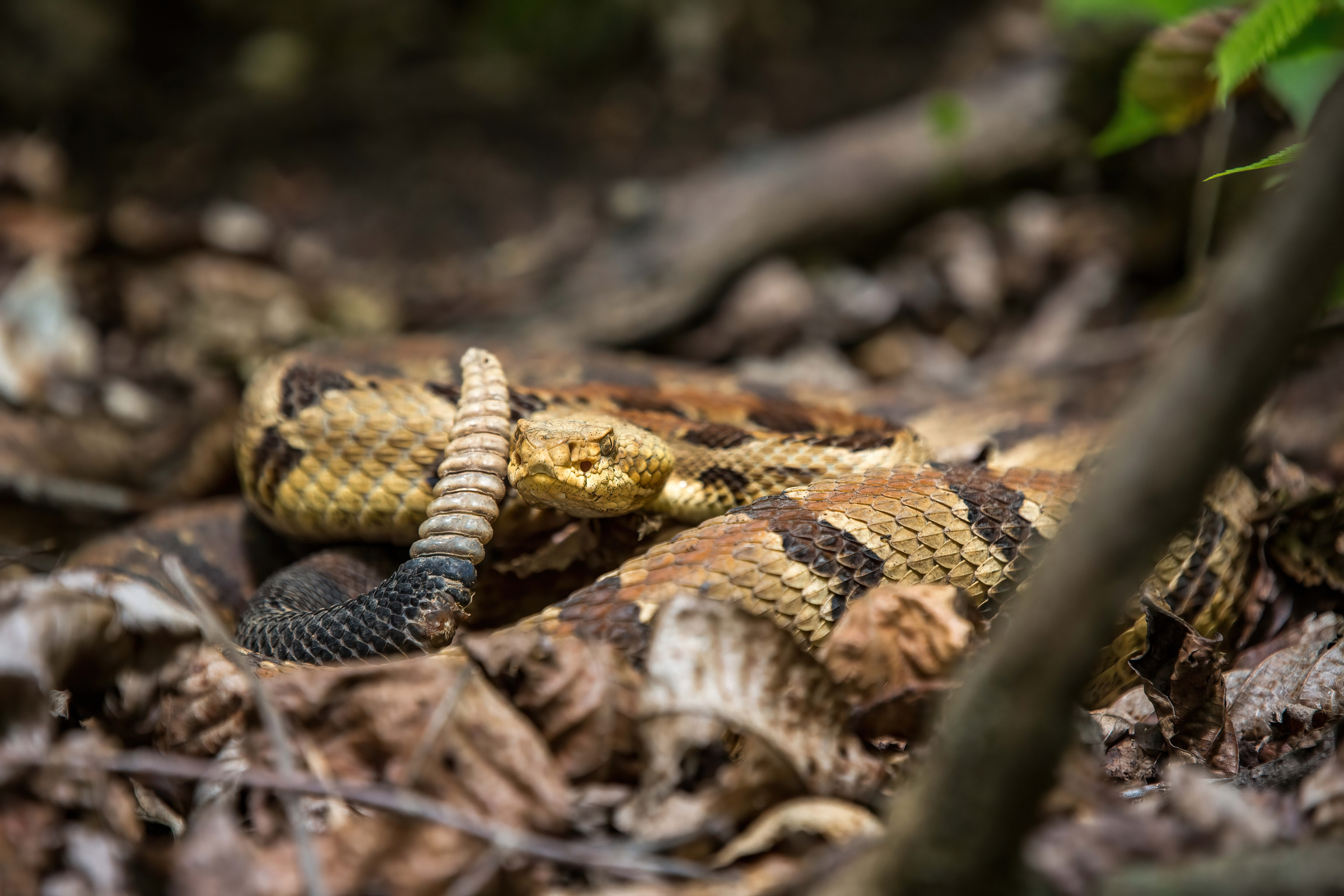 Timber rattlesnake