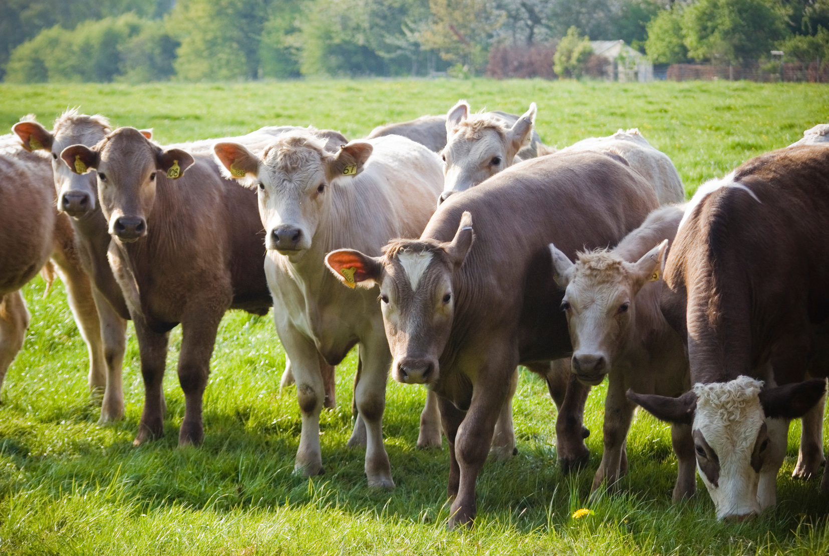 Healthy Cattle Livestock, Idyllic Rural, UK